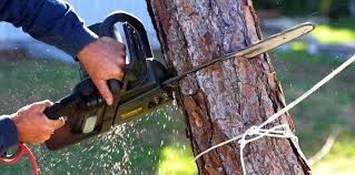 Professional Tree Services in Henning, TN