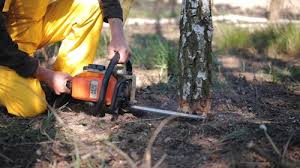 How Our Tree Care Process Works  in Henning, TN